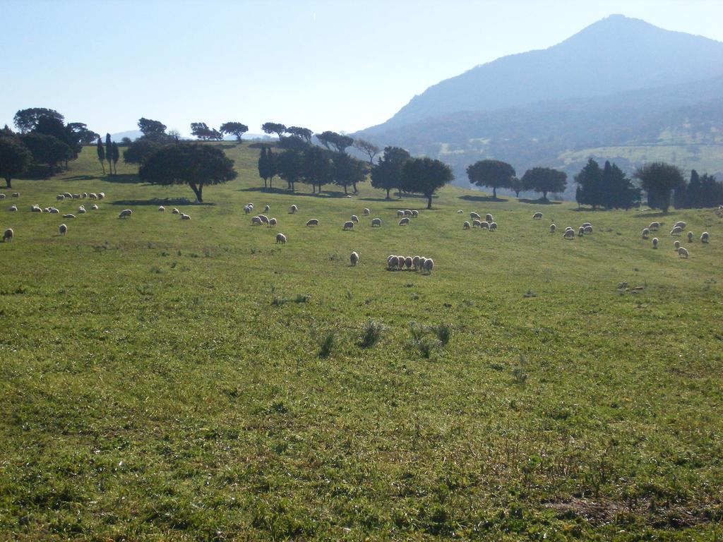 Agriturismo Usurtala Orani Extérieur photo
